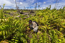 One of the local field staff of the Borneo Nature Foundation monitoring tree seedlings planted in the Sabangau (peat-swamp) Forest, Central Kalimantan, after the devastating Indonesian forest fires in...
