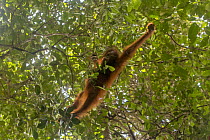 Bornean orangutan (Pongo pygmaeus) juvenile male brachiating through trees, Sabangau (peat-swamp) Forest, Central Kalimantan, Indonesia.
