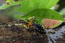Assassin bug ( Amulius ) with resin on front legs. These assassin bugs coat their arms in tree resin in order to lure insects. Sabangau (peat-swamp) Forest, Central Kalimantan, Indonesia.