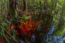 Tannin stained water in an artificial canal in the Sabangau (peat-swamp) Forest, Central Kalimantan, Indonesia.