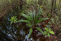 Lampuyang / Philodendron (Phylodendron sp) growing in the tannin stained water in an artificial canal in the Sabangau (peat-swamp) Forest, Central Kalimantan, Indonesia.