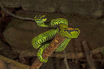 Sri Lankan Green Pit Viper (Trimeresurus trigonocephalus). Laxapana Falls, Sri lanka.