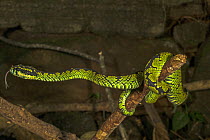 Sri Lankan green pit viper (Trimeresurus trigonocephalus). Laxapana Falls, Sri lanka.