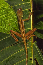Brown-patched kangaroo lizard / Wiegmann&#39;s agama (Otocryptis wiegmanni), Laxapana Waterfall, Maskeliya, Sri Lanka.