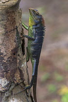 Green garden lizard (calotes calotes) showing color variation, Deniyaya, Sri Lanka.
