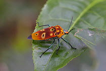 Ocellated shield bug (Cantao ocellatus), Deniyaya, Sri Lanka.