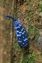 Lantern bug (Pyrops maculatus), Sinharaja Forest Reserve, Unesco Biosphere Reserve and World Heritage Site, Sri Lanka.