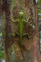 Hump-nosed or lyreshead lizard (Lyriocephalus scutatus),Sinharaja Forest Reserve, Unesco Biosphere Reserve and World Heritage Site, Sri Lanka. Endemic.