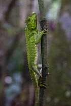 Hump-nosed / Lyreshead lizard (Lyriocephalus scutatus),Sinharaja Forest Reserve, Unesco Biosphere Reserve and World Heritage Site, Sri Lanka. Endemic.