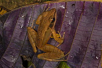 Asian wood frog (Hylarana temporalis) on invasive Miconia, Laxapana Falls, Maskeliya, Sri Lanka.