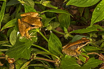Pair of Asian wood frogs (Hylarana temporalis), Laxapana Falls, Maskeliya, Sri Lanka.