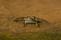 Indian skipper frog or skittering frog (Euphlyctis cyanophlyctis), Laxapana Falls, Maskeliya, Sri Lanka.