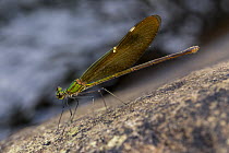 Oriental greenwing damselfly (Neurobasis chinensis), Laxapana Falls, Maskeliya, Sri Lanka.