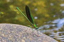 Oriental greenwing damselfly (Neurobasis chinensis) male Laxapana Falls, Maskeliya, Sri Lanka.