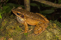 Asian wood frog (Hylarana temporalis) calling, Laxapana Falls, Maskeliya, Sri Lanka.