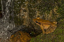 Asian wood frog (Hylarana temporalis), Laxapana Falls, Maskeliya, Sri Lanka.