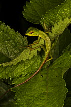 Green garden lizard (Calotes calotes) juvenile, Laxapana Falls, Maskeliya, Sri Lanka.