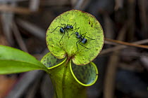 Worker ants (Polyrhachis sp.) on a pitcher plant (Nepenthes gracilis) in the Sabangau (peat-swamp) Forest, Central Kalimantan, Indonesia.