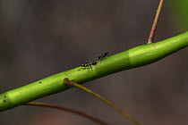 Ants with symbiotic relationship with Mahang bitik (Macaranga maingaiyi), Sabangau (peat-swamp) Forest, Kalimantan, Indonesia.Ants live inside its hollow stem. In return, these ants kill and eat other...