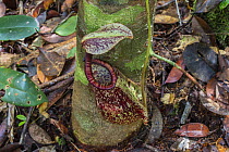 Raffles&#39; pitcher-plant (Nepenthes rafflesiana) in the Sabangau (peat-swamp) Forest, Central Kalimantan, Indonesia.