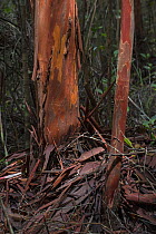 Bark of Balawan bahandang tree (Tristaniopsis maingayai), Sabangau (peat-swamp) Forest, Kalimantan, Indonesia. This tree is important for medical uses and religious meaning for the local Dayak people.