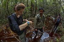 Local field staff and foreign intern with the Borneo Nature Foundation conducting a dragonfly survey in the Sabangau (peat-swamp) Forest, Central Kalimantan, Indonesia.