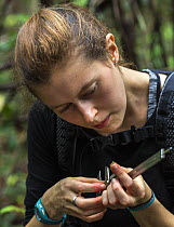 Foreign intern with the Borneo Nature Foundation measuring a dragonfly during a dragonfly survey in the Sabangau (peat-swamp) Forest, Central Kalimantan, Indonesia.