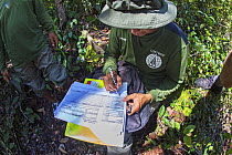 Member of the field staff of the Centre for International Cooperation for Management of Tropical Peatland (CIMTROP) recording data on an illegal logging and poaching patrol in the Sabangau (peat-swam...