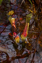 Pitcher plant (Nepenthes gracilis) in the Sabangau (peat-swamp) Forest, Central Kalimantan, Indonesia.