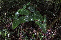 Keladi / Bahasa (Caladium sp.), Sabangau (peat-swamp) Forest, Kalimantan. Indonesia.