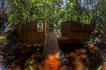 One of the dams constructed by the local field staff of the Borneo Nature Foundation in the canals in the Sabangau (peat-swamp) Forest. These are made to combat forest fires. Central Kalimantan, Indon...