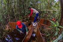 Local field staff of the Borneo Nature Foundation constructing dams in the canals in the Sabangau (peat-swamp) Forest, to prevent drying out that increases the risk of forest fires. Central Kalimantan...