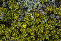 Subalpine vegetation along the trail to the Top Maropea Hut in the Ruahine Range, North Island, New Zealand.