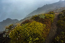 Subalpine vegetation on the trail to the Top Maropea Hut in the Ruahine Range, North Island, New Zealand.