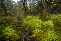Beech forest near the Top Maropea Hut in the Ruahine Range, North Island, New Zealand.