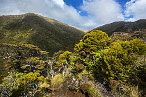 Subalpine vegetation along the trail to the Top Maropea Hut in the Ruahine Range, North Island, New Zealand.