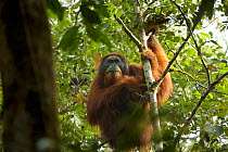 Tapanuli orangutan (Pongo tapanuliensis). &#39;Togus&#39; adult flanged male. Batang Toru Forest, Sumatran Orangutan Conservation Project, Sumatra.