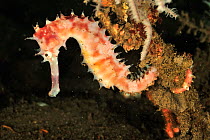Thorny seahorse (Hippocampus histrix). Flores Sea, Indonesia.