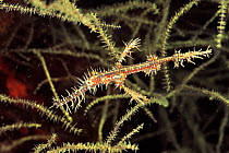 Ornate ghost pipefish (Solenostomus paradoxus), a Crioid and Soft coral mimic. Flores Sea, Indonesia.