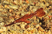 Robust ghost pipefish (Solenostomus cyanopterus), a mimic imitating Algae or Seagrass. Flores Sea, Indonesia.