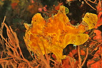 Commerson&#39;s frogfish (Antennarius commerson) hiding amongst Sponge and Coral. Flores Sea, Indonesia.