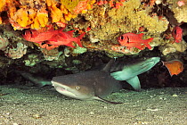 White tip shark (Triaenodon obesus), two lying underneath ledge of coral reef. Flores Sea, Indonesia.