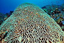 Symmetrical brain coral (Diploria sp), close up, in coral reef with many fish. Flores Sea, Indonesia.