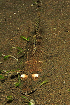 Fringe-lip flathead (Sunagocia otaitensis) half burried in the sand and mimicking the sea floor. Flores Sea, Indonesia.