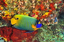 Blue-face angelfish (Pomacanthus xanthometopon) in coral reef. Flores Sea, Indonesia.