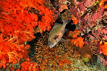 Harlequin sweetlips (Plectorhinchus chaetodonoides) and school of Yellow sweepers (Parapriacanthus ransonneti). On reef covered with Soft coral (Dendronephthya sp). Flores Sea, Indonesia.