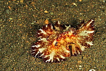 Bohol discodoris (Discodoris boholiensis) on sea floor. Flores Sea, Indonesia.