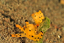 Nudibranch (Thecacera sp) pair prior to mating. Flores Sea, Indonesia.