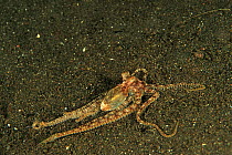 Octopus (Abdopus sp) on sea floor. Flores Sea, Indonesia.