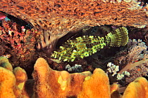 Scribbled filefish (Aluterus scriptus) in coral reef. Flores Sea, Indonesia.